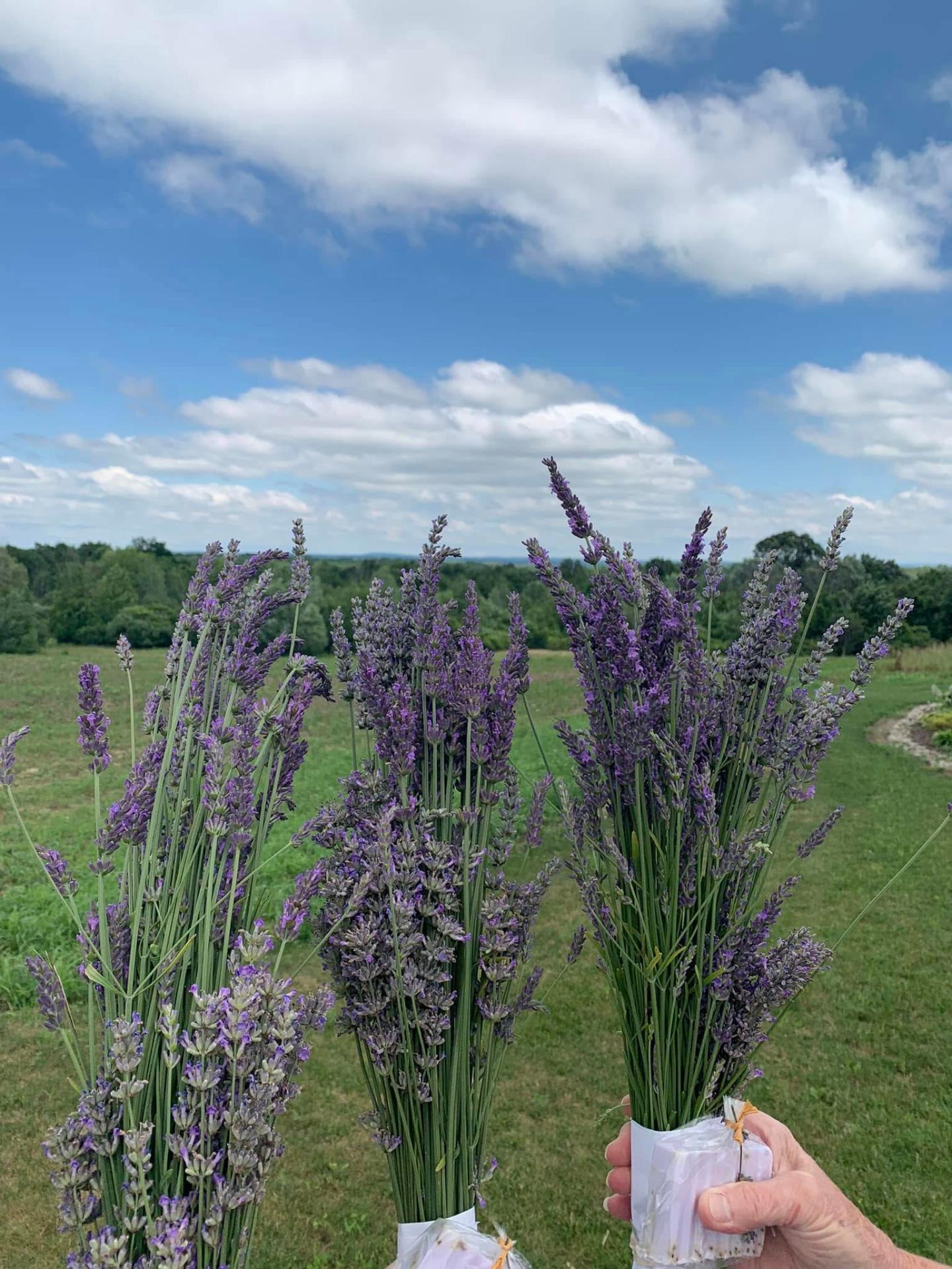 Fresh-cut lavender bouquets held up against the valley sky