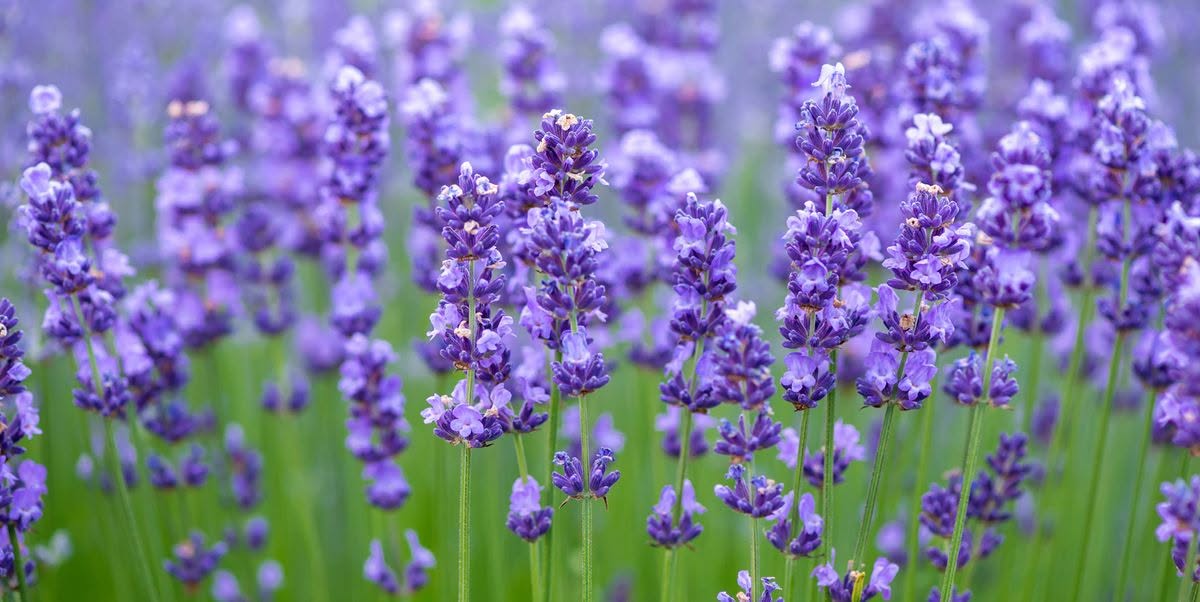Close-up of lavender blooms in the field