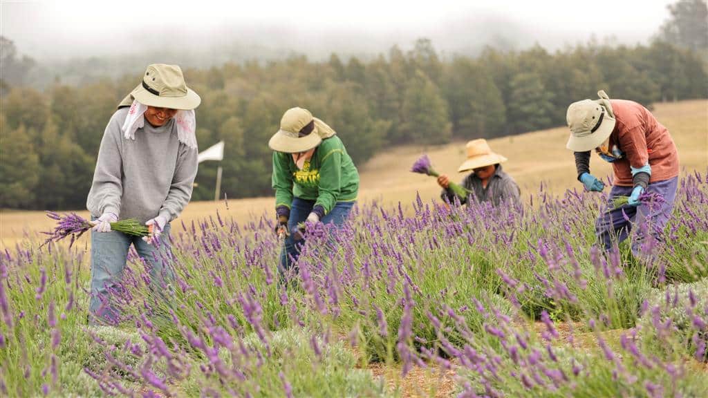 Workers harvesting lavender by hand in the field