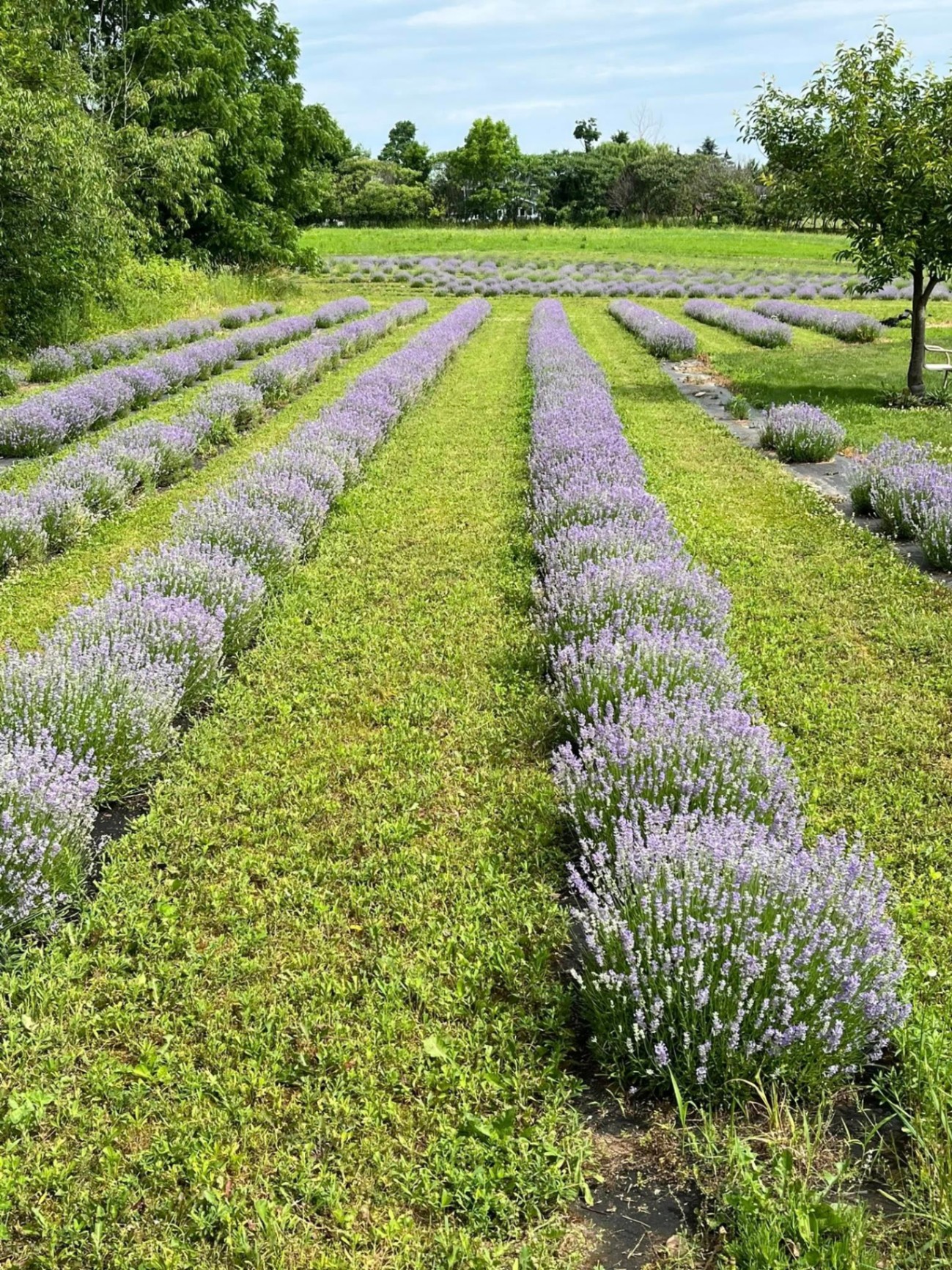 Rows of lavender overlooking the Genesee Valley panorama
