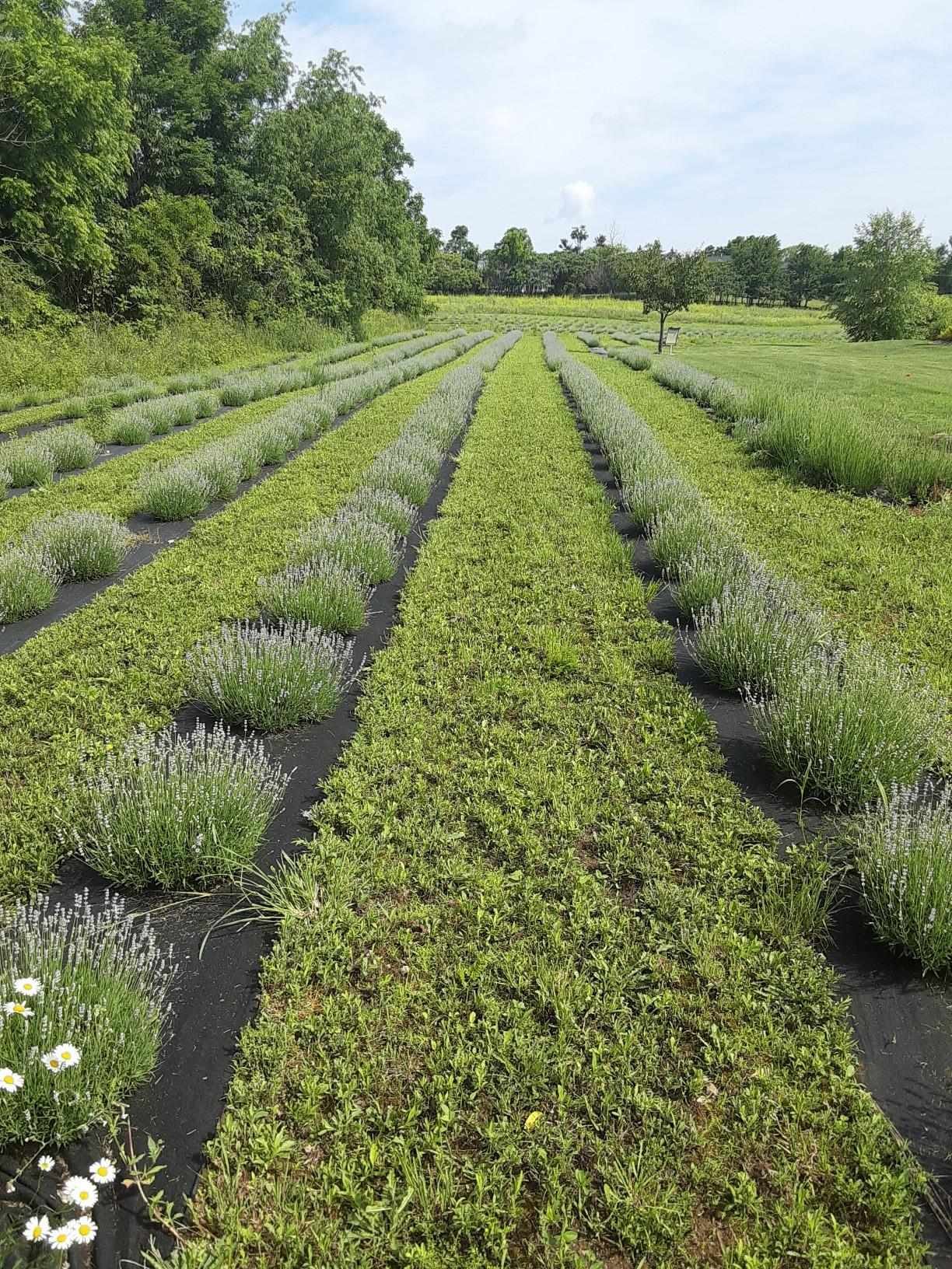 A row of lavender in full bloom with a harvest bucket alongside