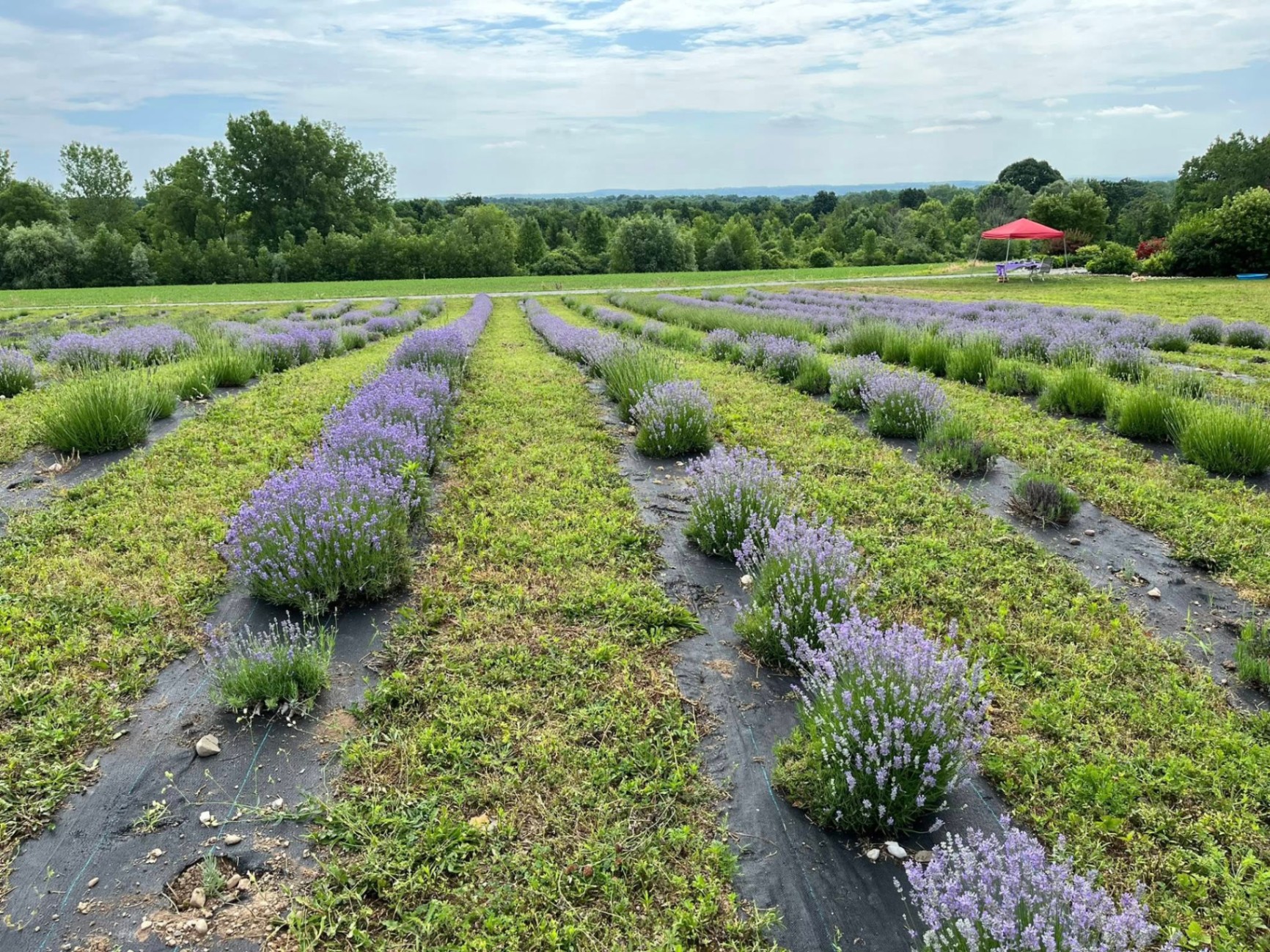 The farm in bloom