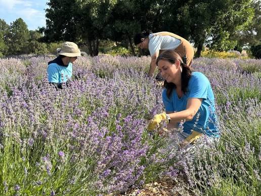 Visitors picking lavender in the fields