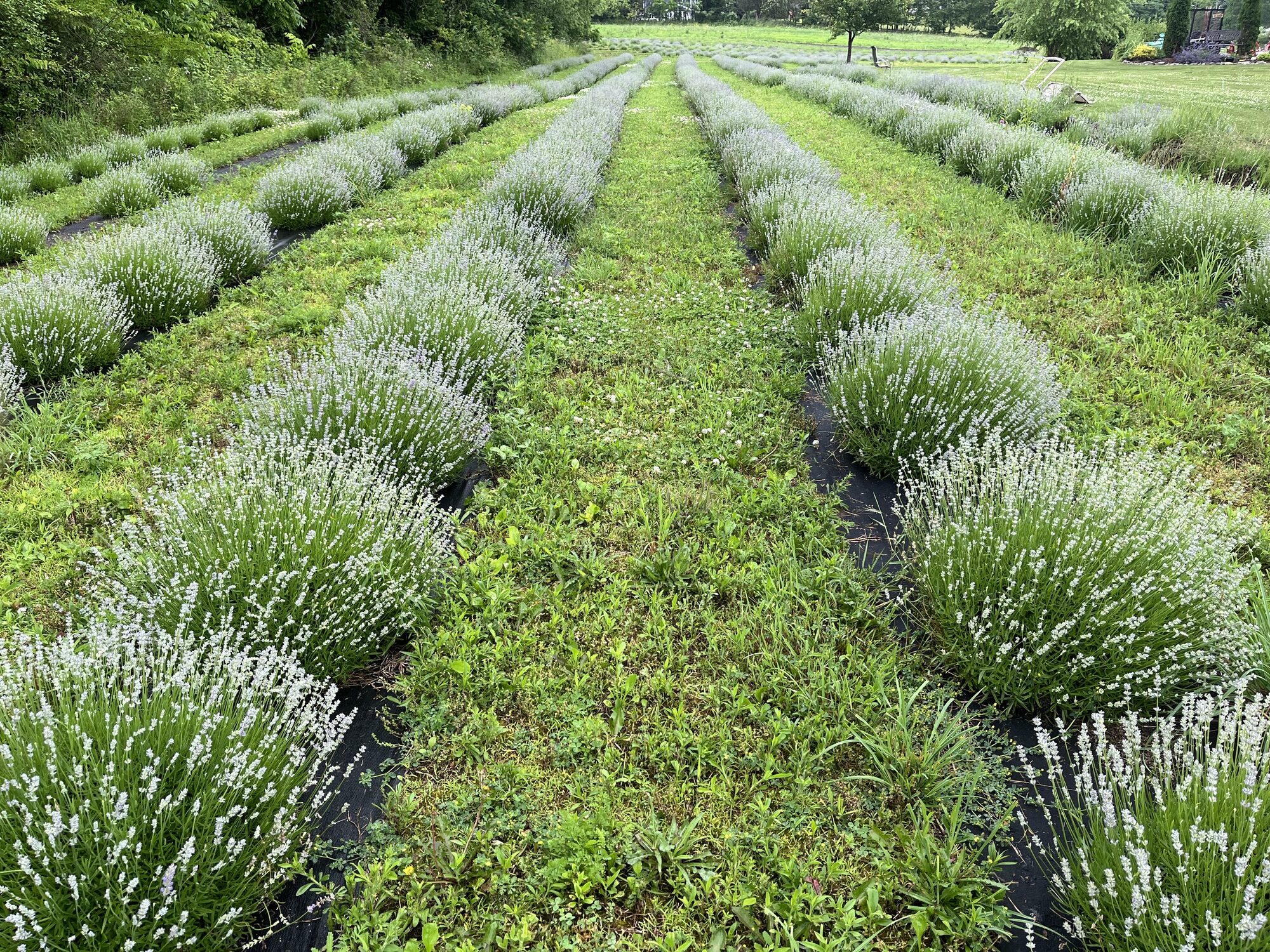 Lavender field