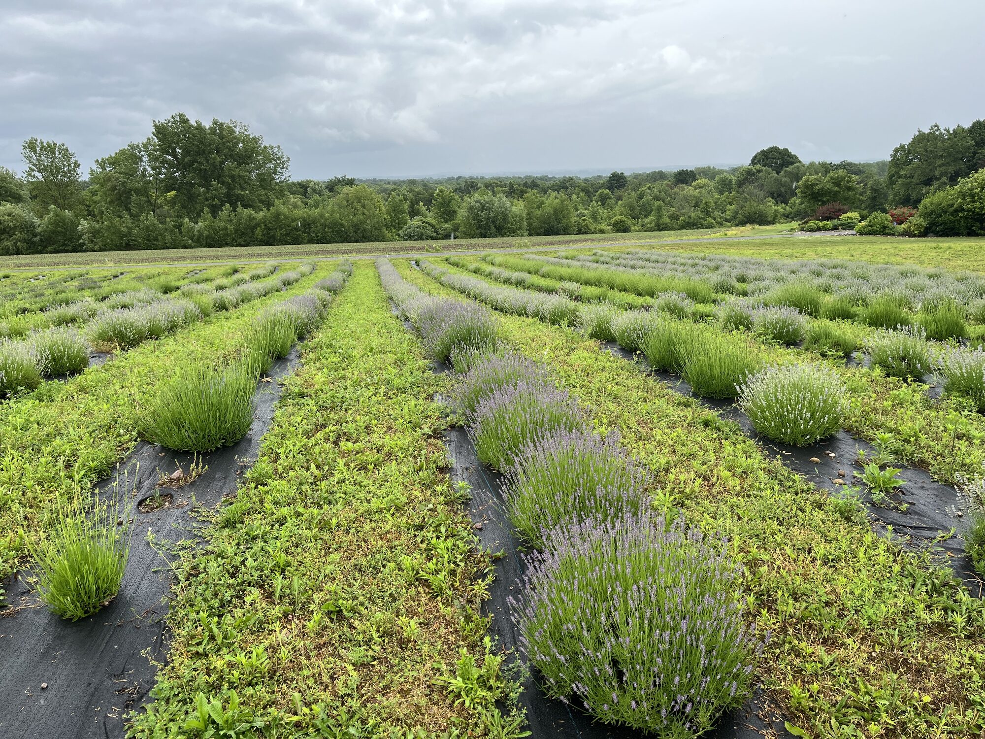 Wide view of lavender field with valley vista