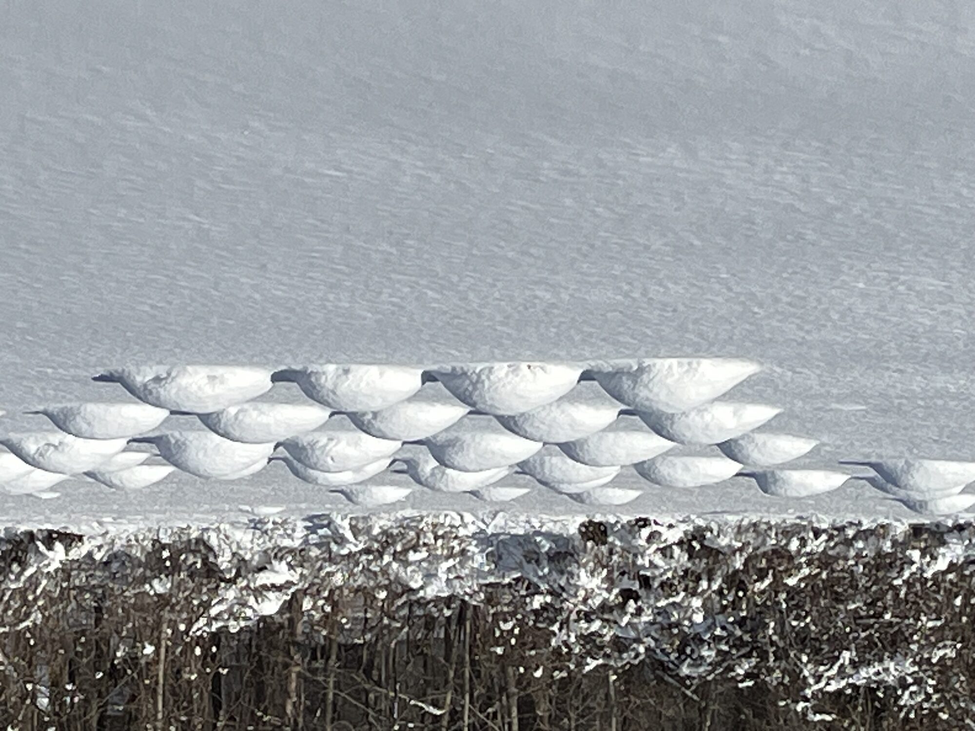Snow-covered lavender rows in winter