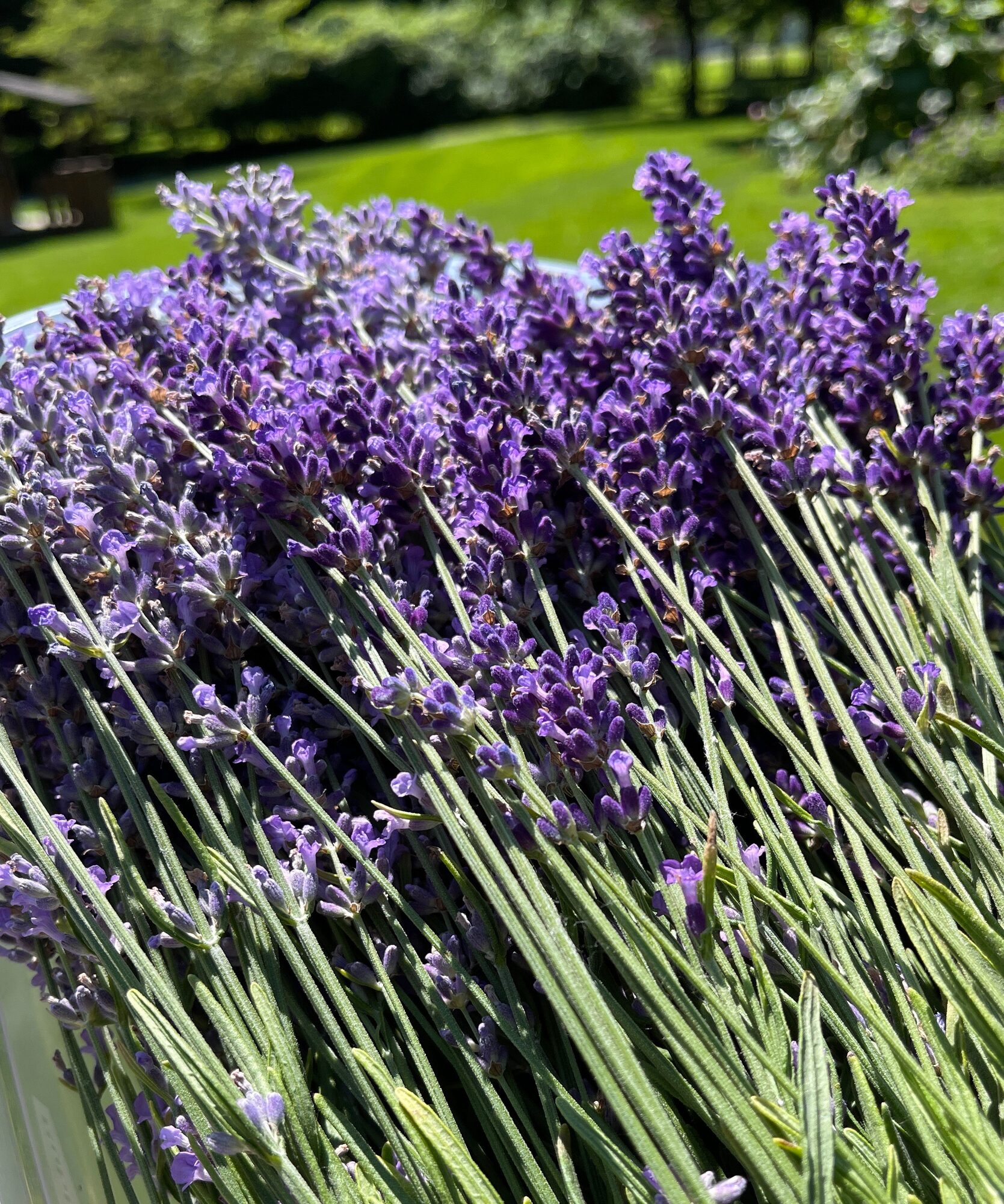 Close-up of purple lavender blooms