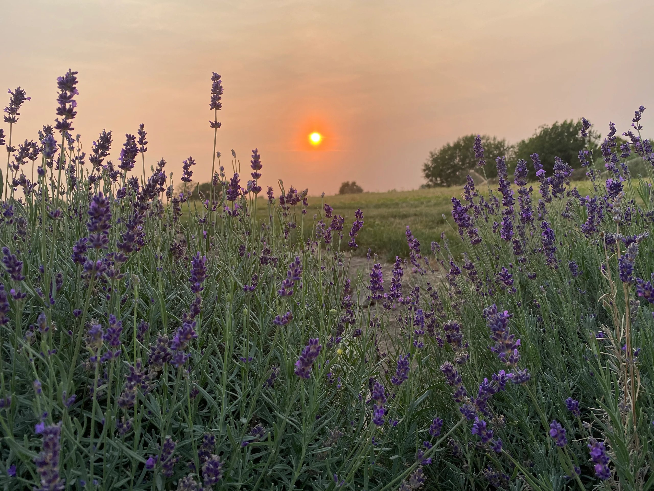 Lavender field at dusk