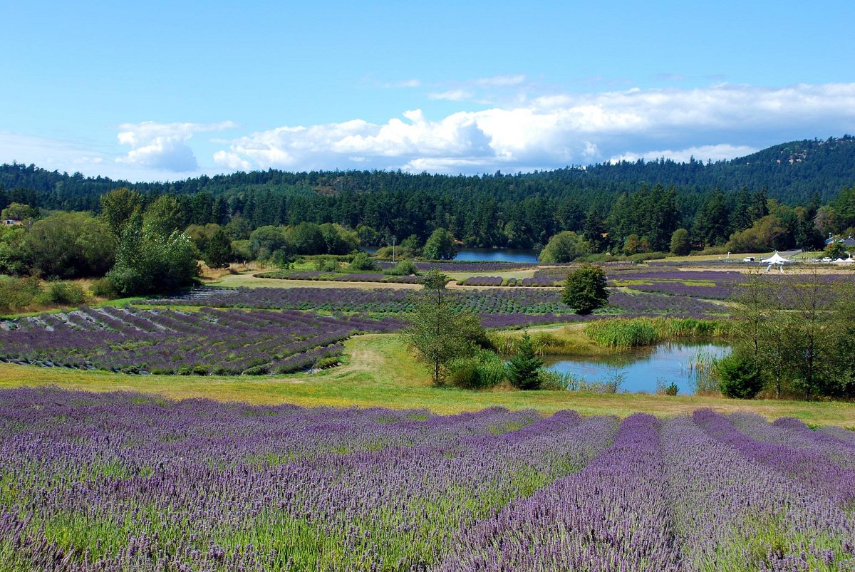 Lavender farm landscape