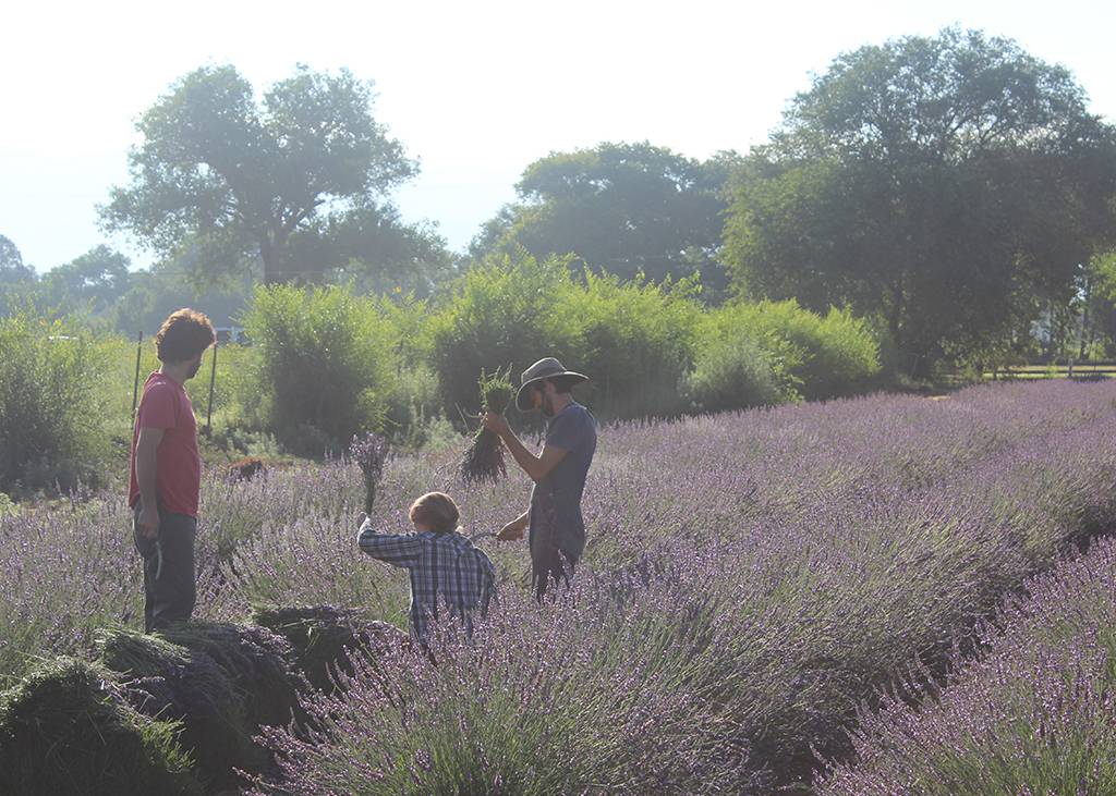 Lavender field