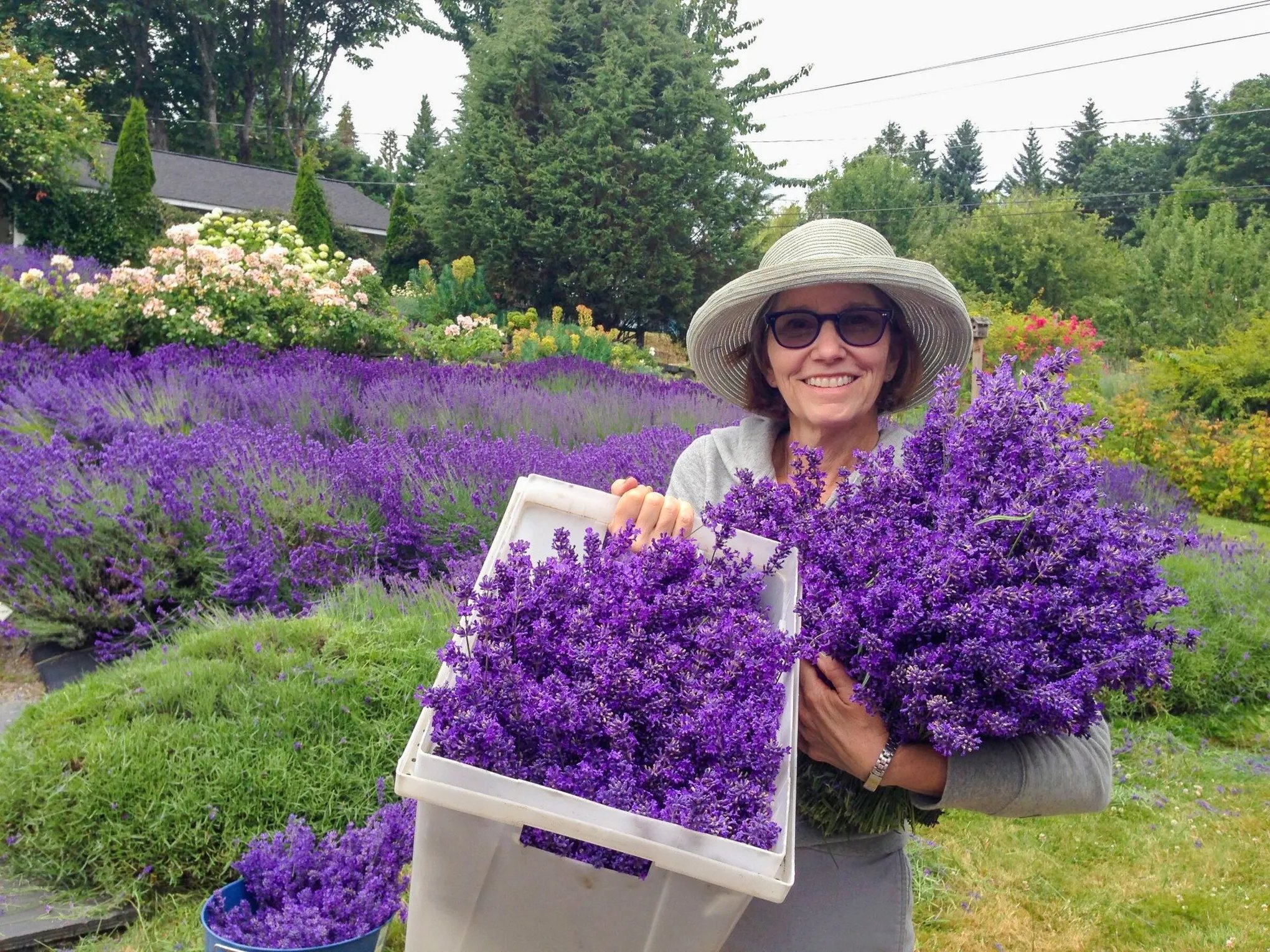 Picking lavender in the field