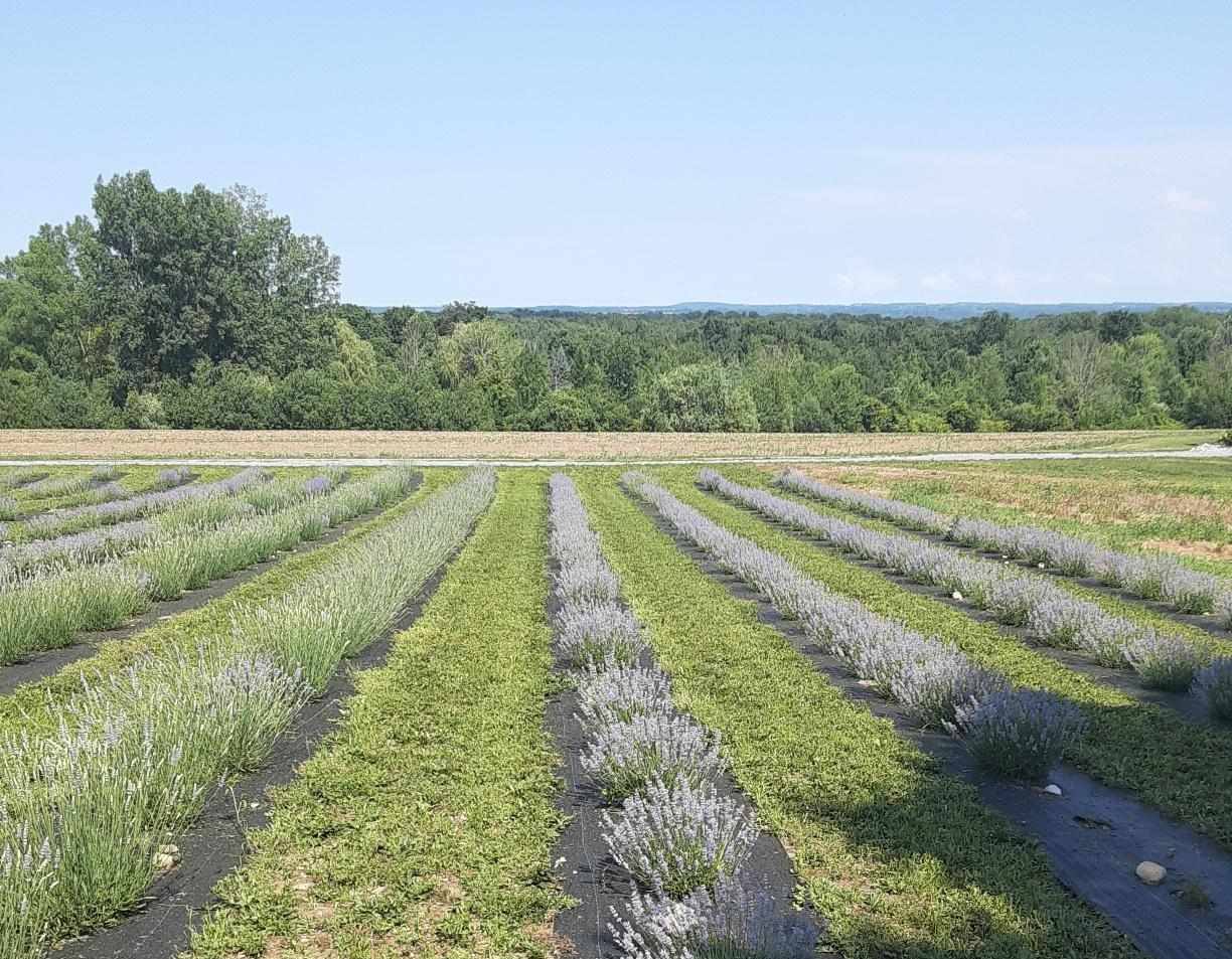 Lavender field gallery 1