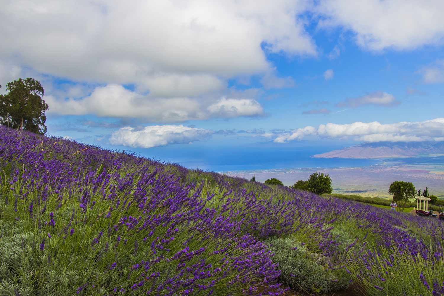 Lavender field gallery 2