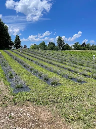 Lavender field gallery 3