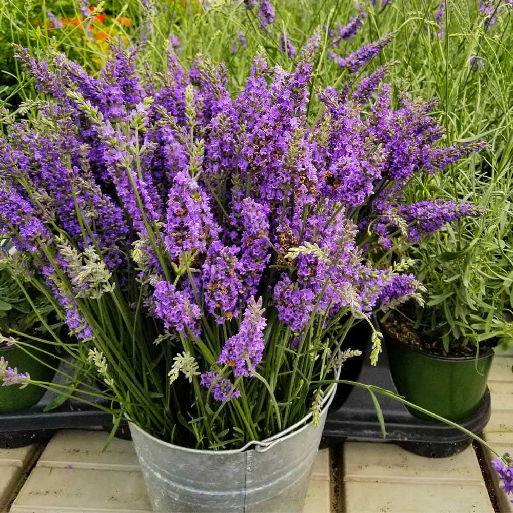 Lavender field gallery 4